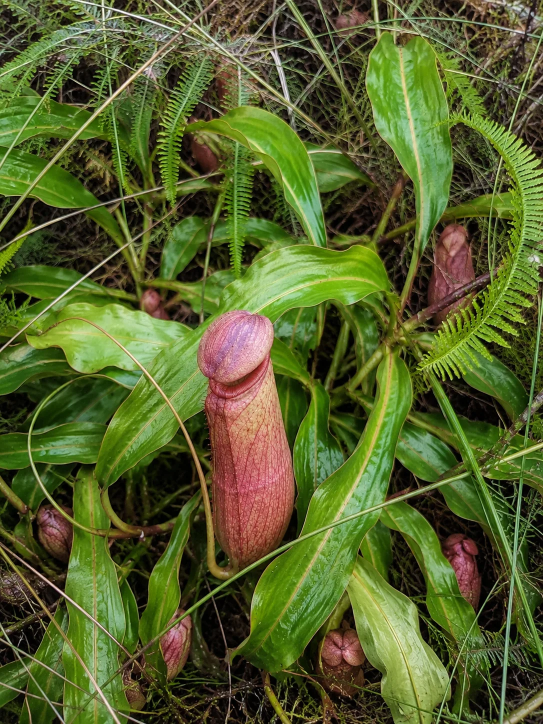 Traditional Indonesian plants for men's wellbeing